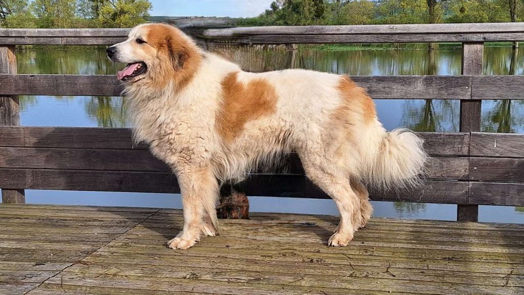 CH. Garmo negro patou de l'orri