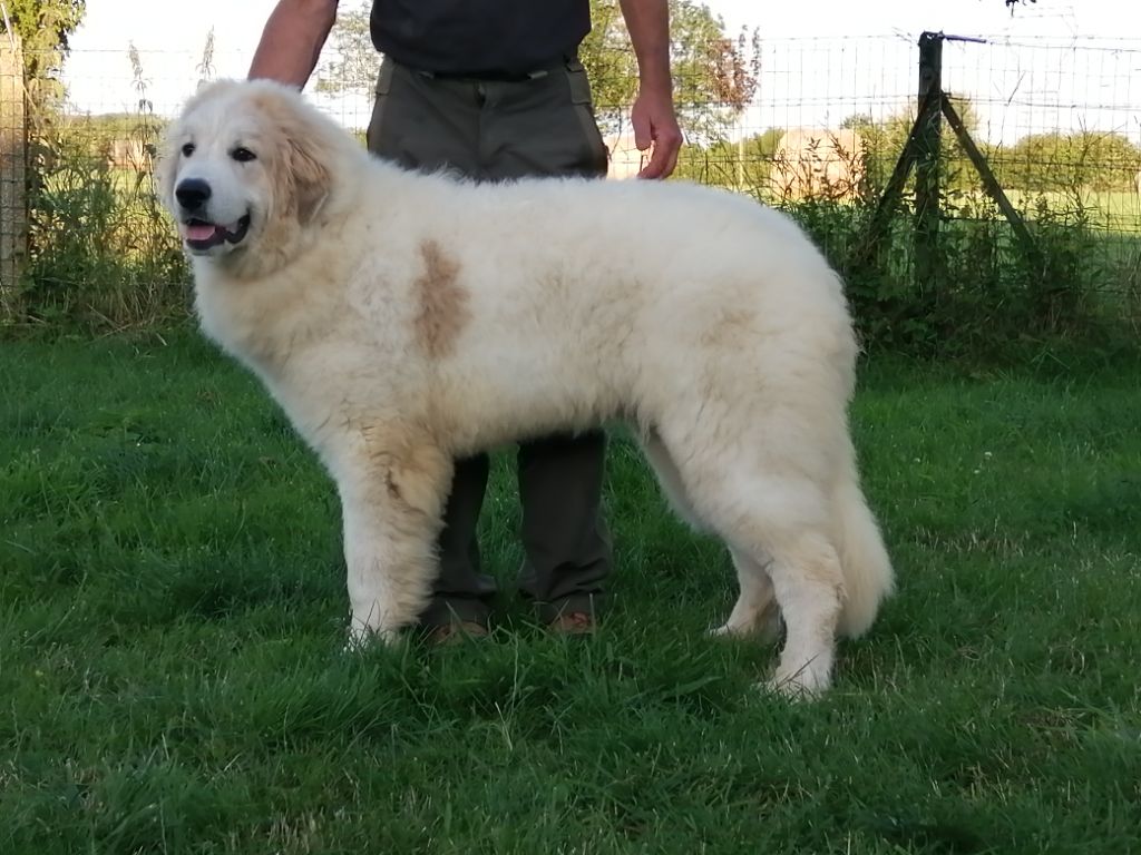 Du Domaine Des Pierres Bleues - Chiots disponibles - Chien de Montagne des Pyrenees