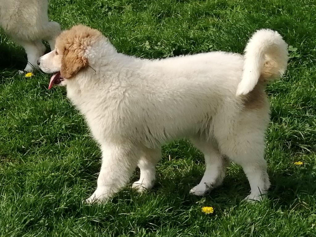 Du Domaine Des Pierres Bleues - Chiots disponibles - Chien de Montagne des Pyrenees